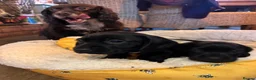Mixed Breed dogs for sale: Dockers in Lowestoft - Advert 4