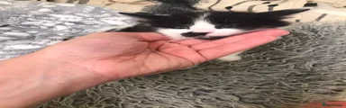 Kitten 2
