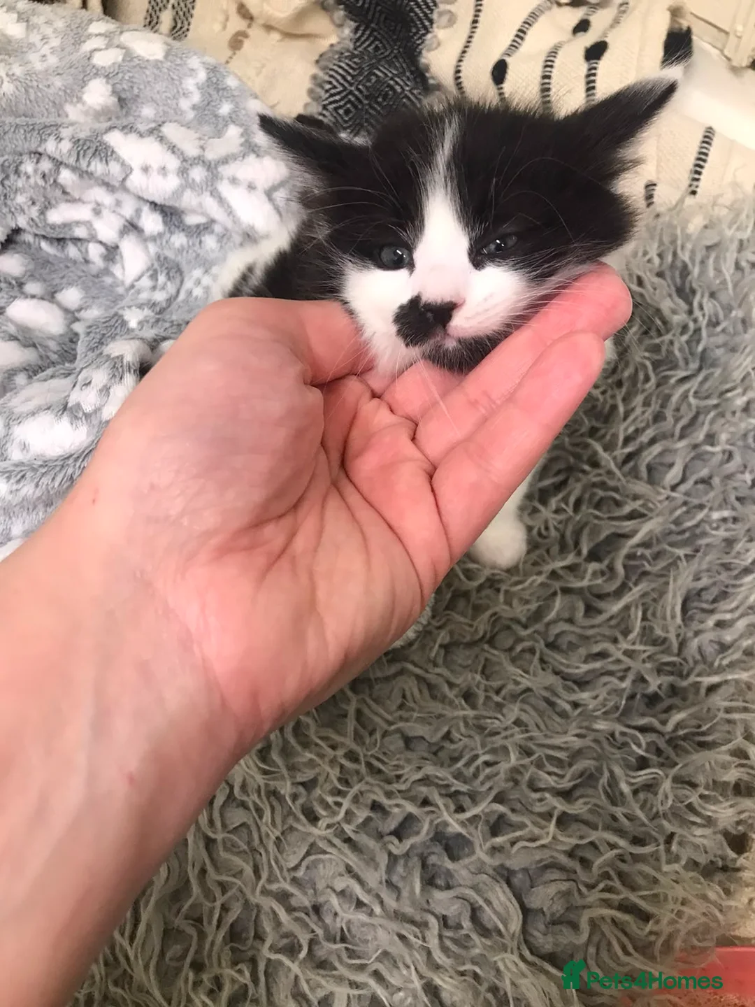 Mixed Breed cats for sale: Turkish angora kitten  - Advert 2