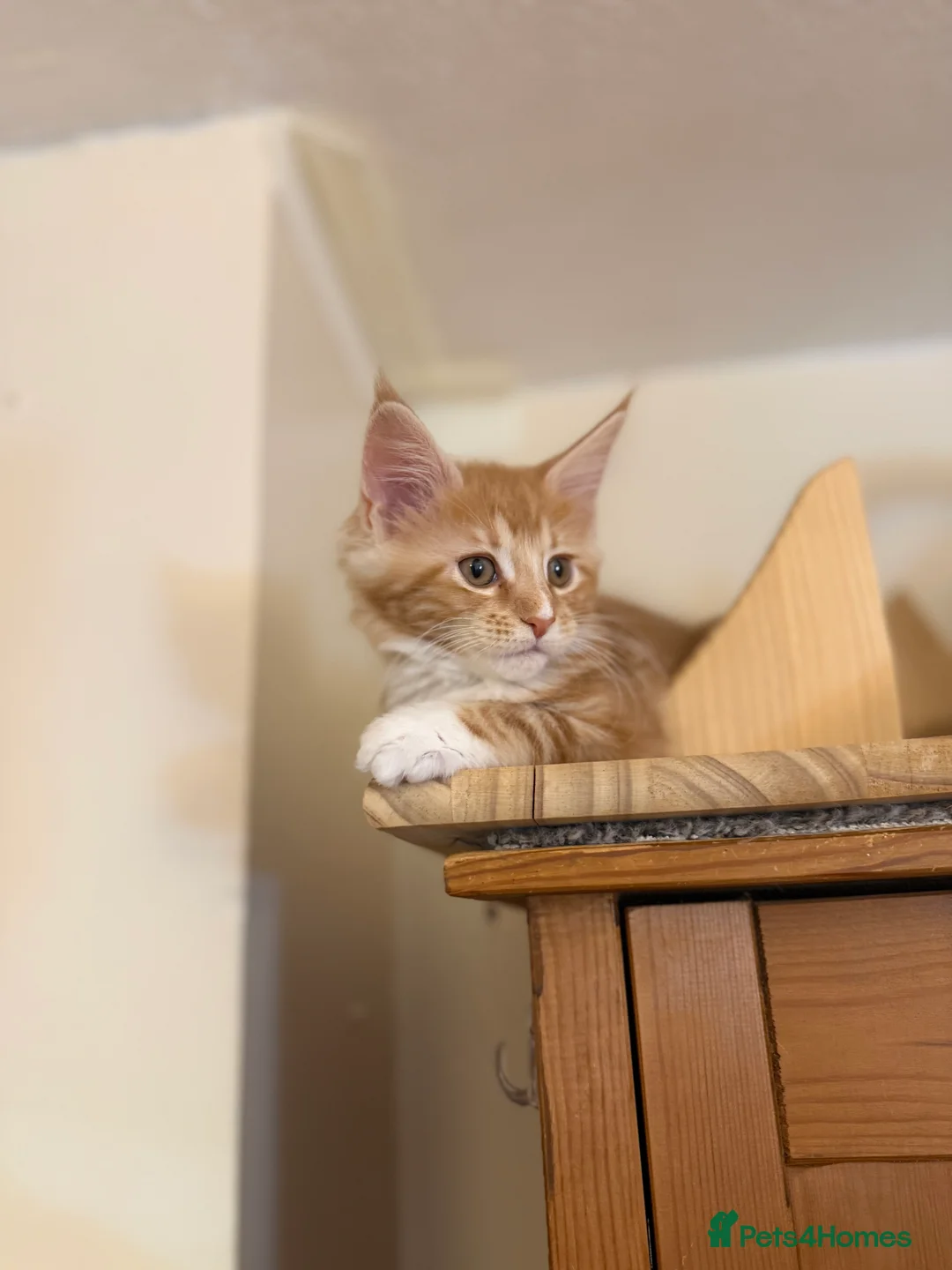 Maine Coon cats for sale: 5 Beautiful Mainecoon Kittens ❤️  - Advert 12