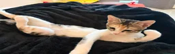 Mixed Breed cats for adoption: Cleo and Junior - lovely kitties - Advert 7