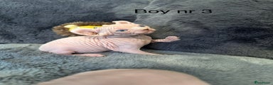 Sphynx Kitten 3