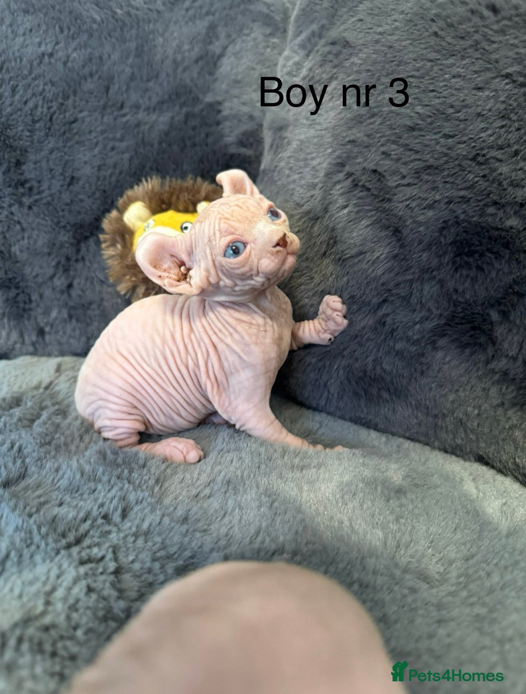 Sphynx cats for sale:  🔥Sphynx and Elf kittens 🔥 - Advert 14