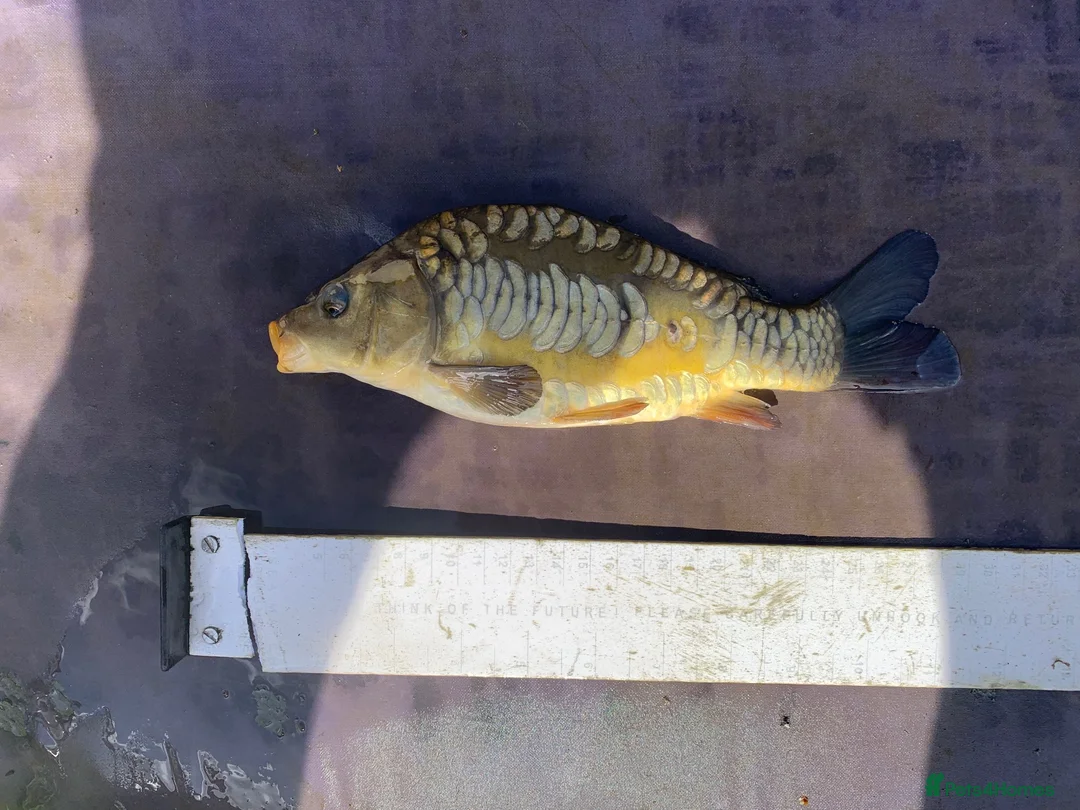 Koi Carp fish for sale: Mirror & Common Carp 6-8 Inches - Advert 1