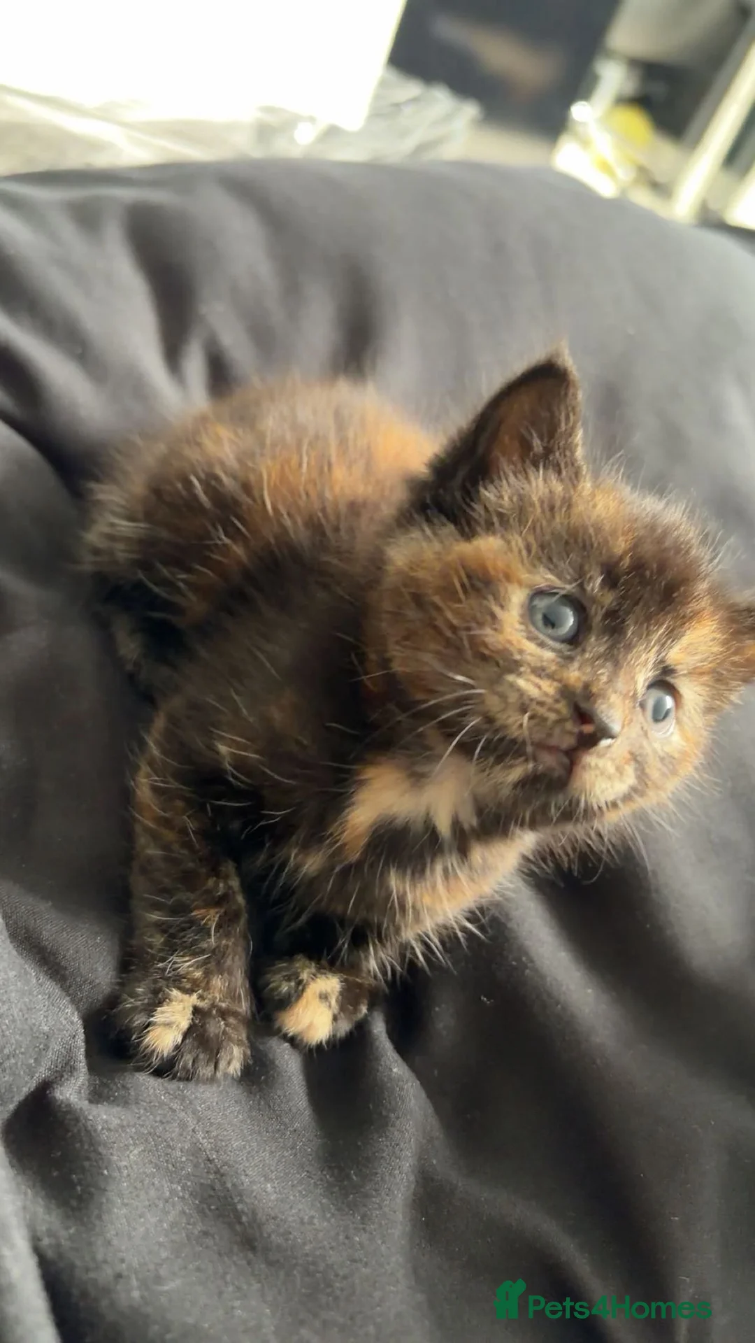 Mixed Breed cats for sale: Kittens for sale  - Advert 2