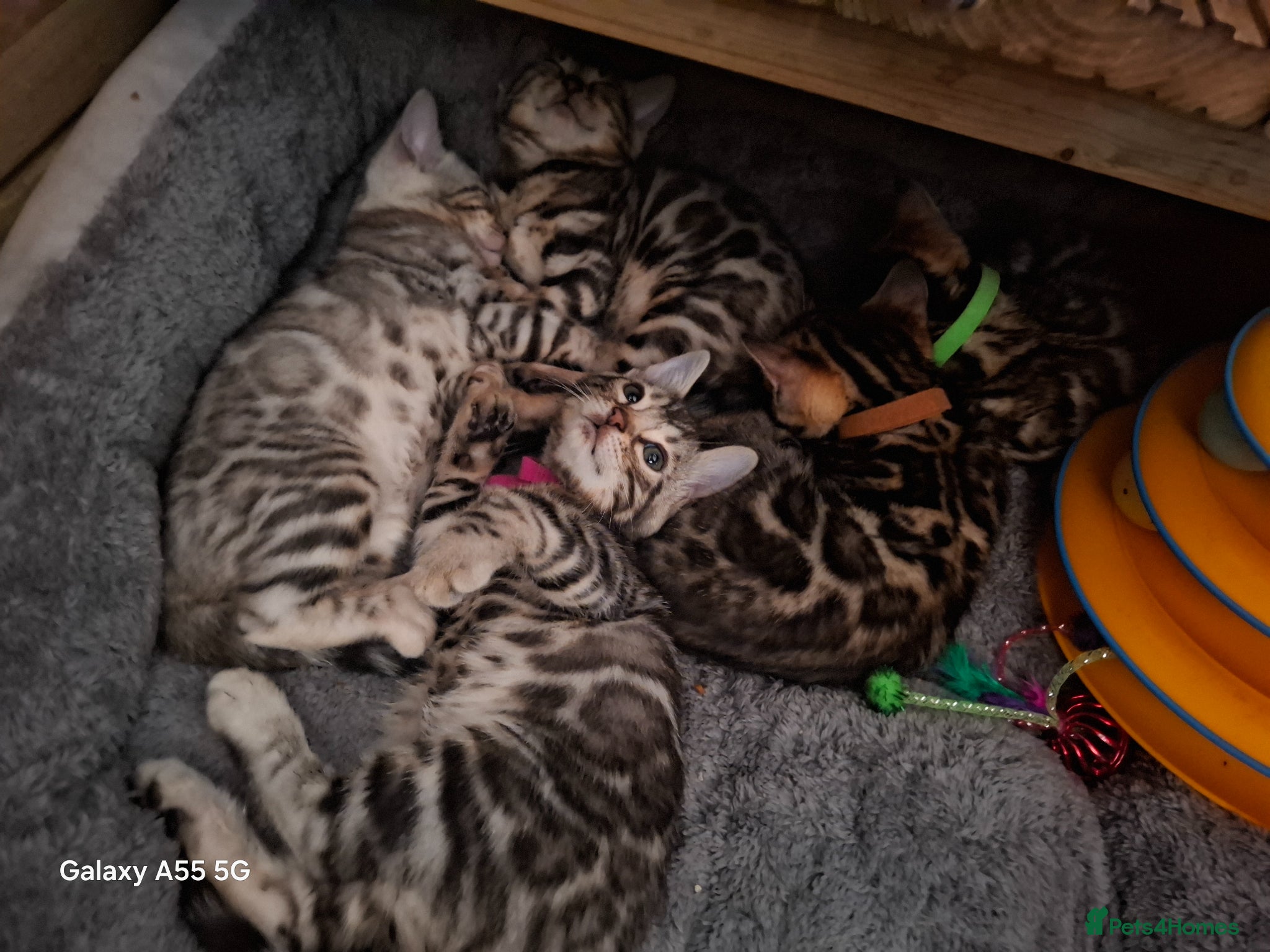 Bengal cats Outstanding Bengal Kittens – 5★ Licensed Cattery - Advert 1