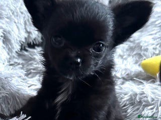 Chihuahua dogs Kc registered Long coat Chihuahua puppies - Advert 11