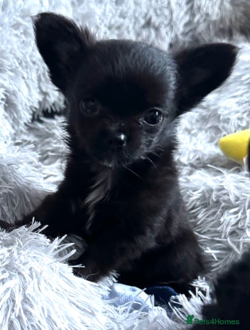 Chihuahua dogs - Advert 11