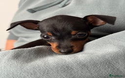 Miniature Pinscher dogs for sale: Not KC Reg Miniature Pincher Girl - Image 19