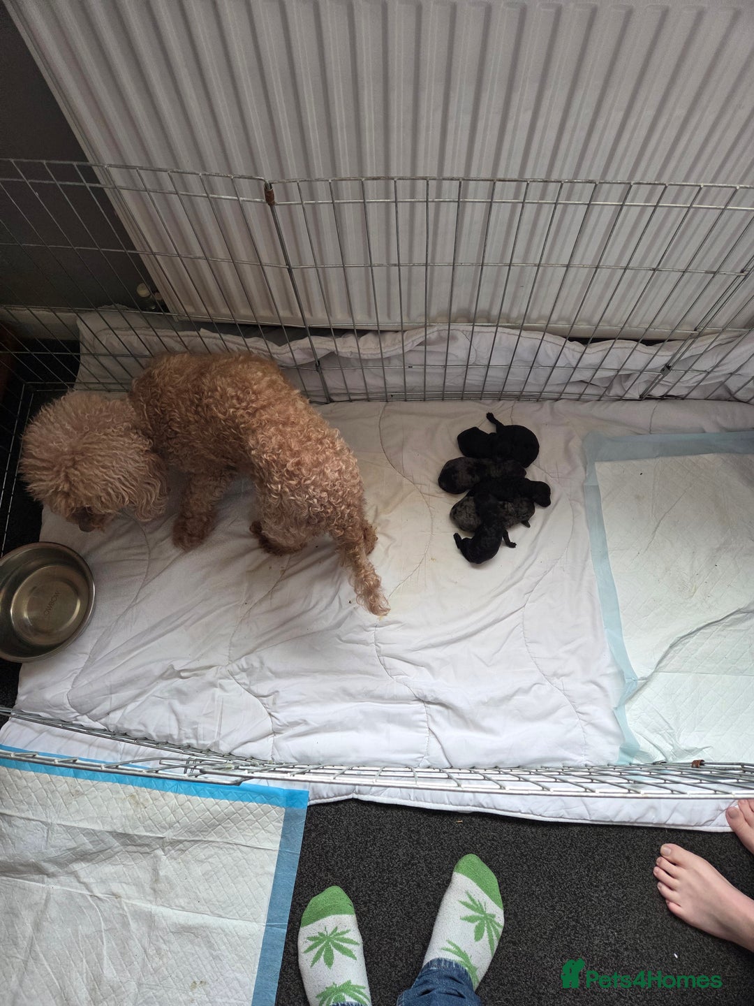 Cockapoo dogs for sale: Puppy cockapoos  - Advert 14