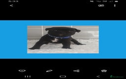 Staffordshire Bull Terrier dogs for sale: Genesis planned mating  - Image 6