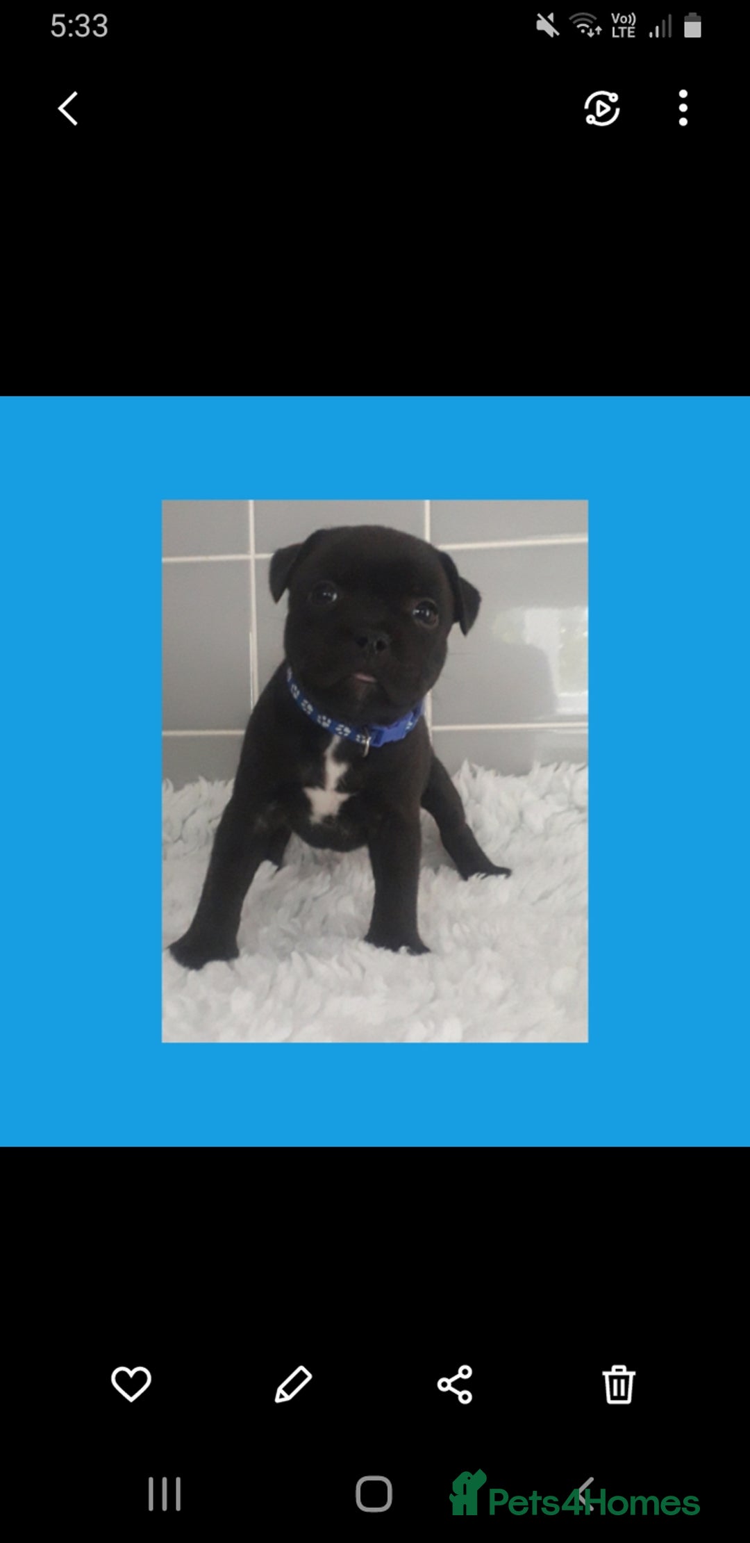Staffordshire Bull Terrier dogs for sale: Genesis planned mating  - Image 6
