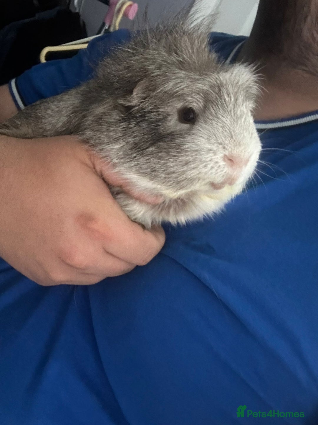 Guinea Pig rodents for sale: Geralt and Nugget  - Image 14