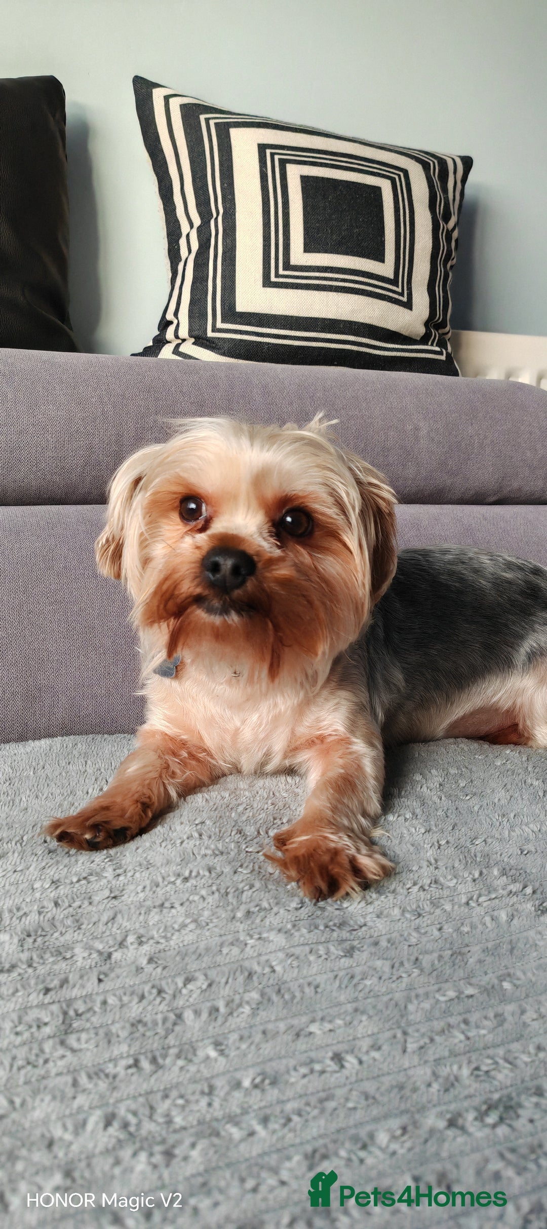 Yorkshire Terrier dogs for sale: 2 year old Yorkshire Terrier Male - Advert 2