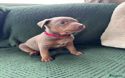 Australian Kelpie dogs for sale: Australian Kelpie Puppies WKC Registered - Image 40