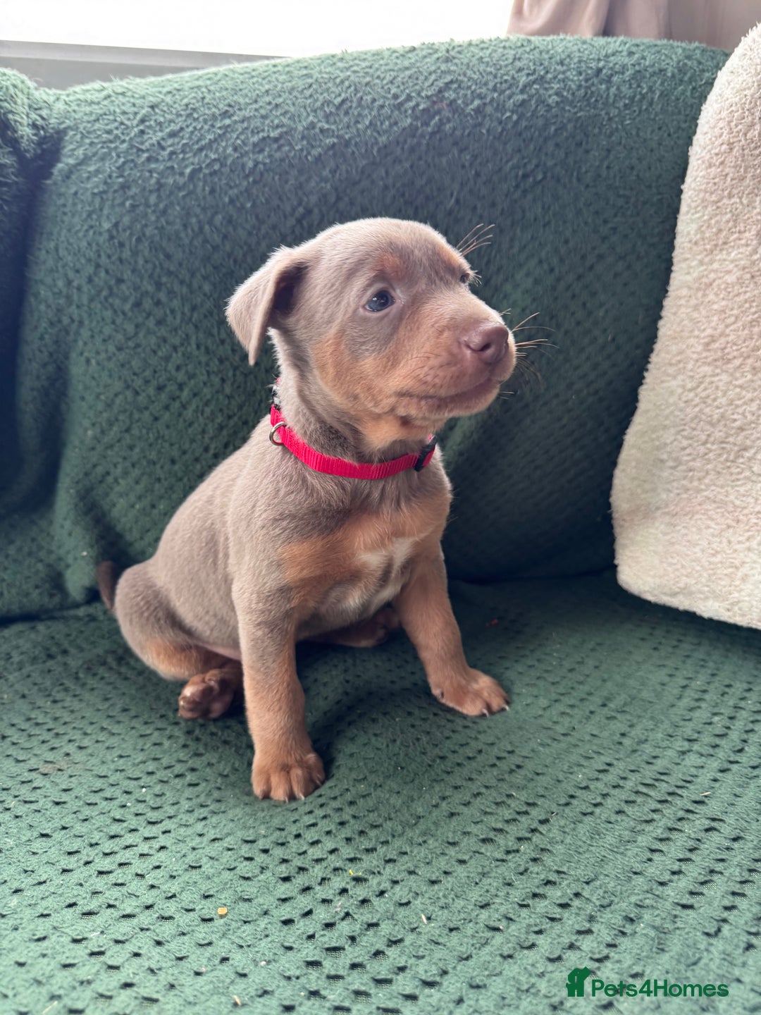 Australian Kelpie dogs for sale: Australian Kelpie Puppies WKC Registered - Image 40