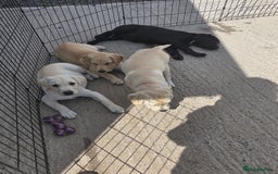 Labrador Retriever dogs for sale: Kc registered Labrador puppie ready to leave - Image 5