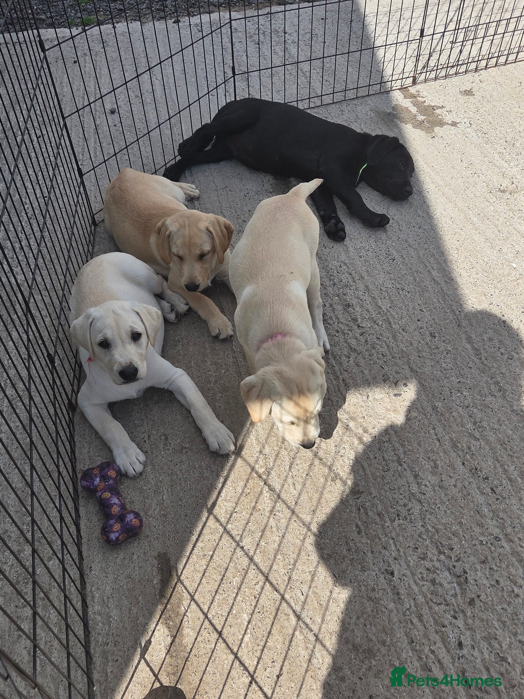 Labrador Retriever dogs for sale: Kc registered Labrador puppie ready to leave - Image 5