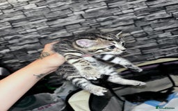 Mixed Breed cats for sale: 5 beautiful tabby kittens - Image 3