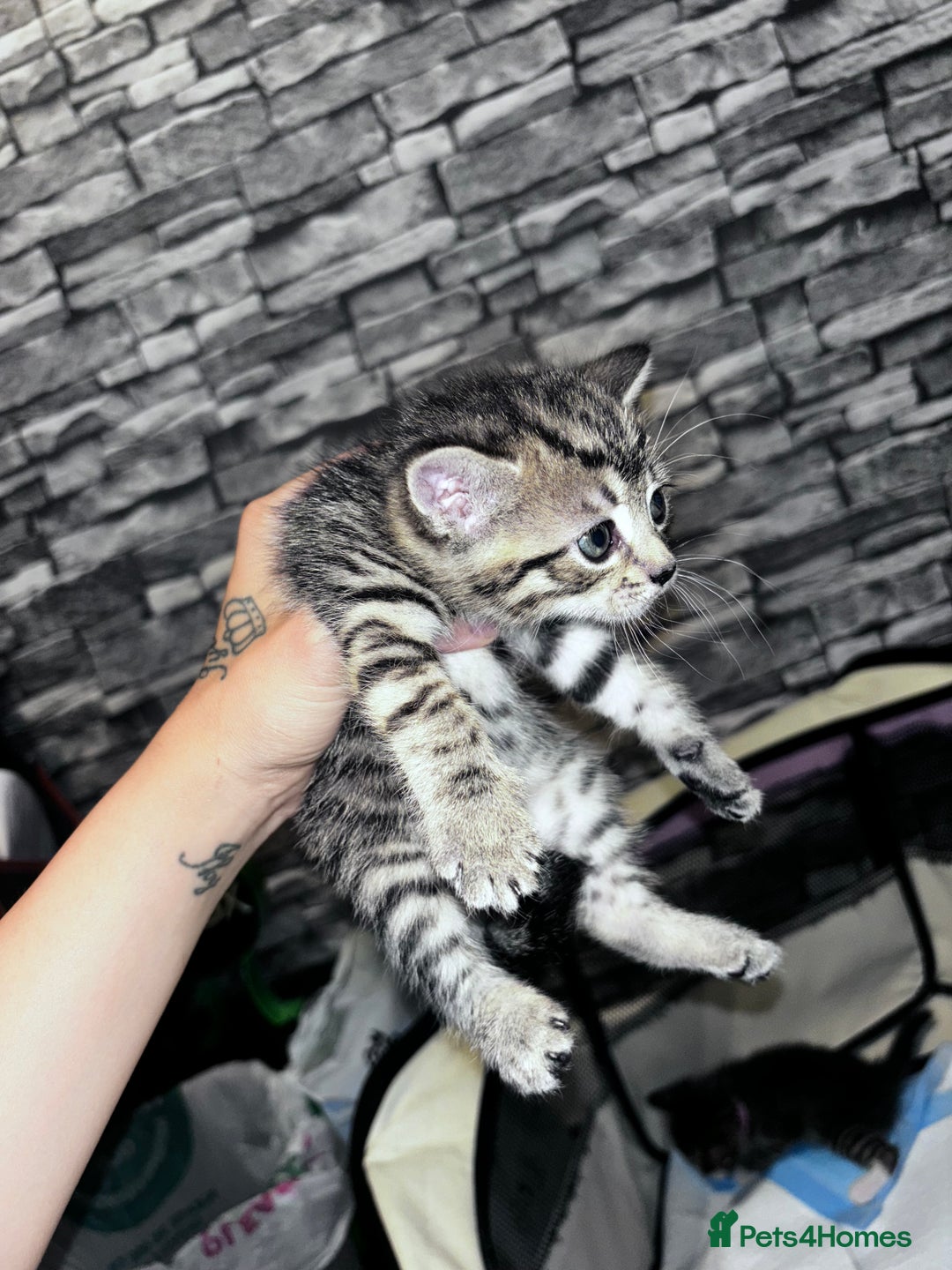 Mixed Breed cats for sale: 5 beautiful tabby kittens - Image 3