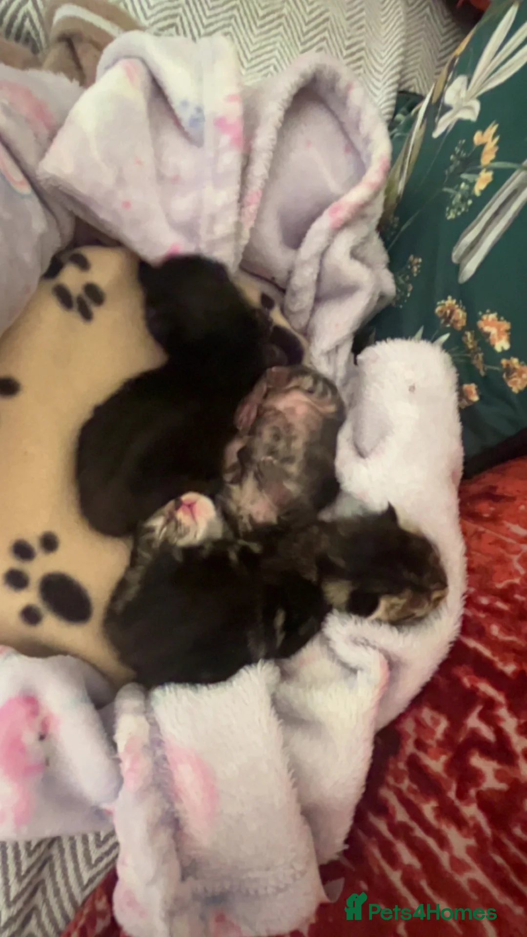 Mixed Breed cats for sale: 2 tabby kittens for sale  in Houghton le Spring - Advert 7