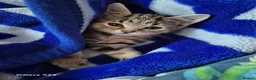 Mixed Breed cats for sale: Last Little Kitten Looking for His Forever Home  - Advert 2