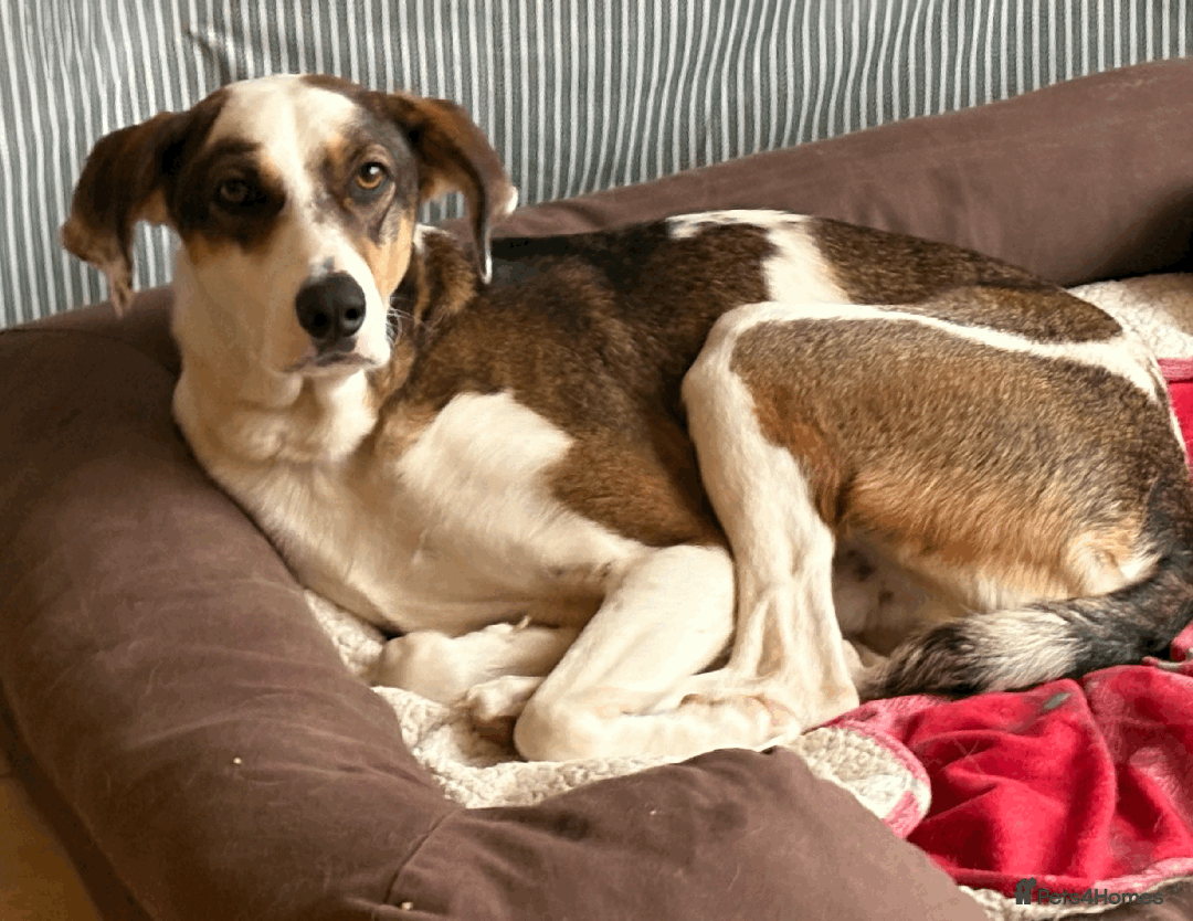 Mixed Breed dogs for sale: Sweet boy Hudson looking for his family  - Advert 8