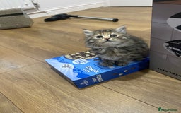 Persian cats for sale: Persian Cross Kittens  - Image 6