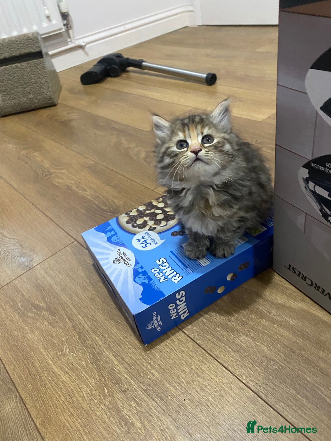 Persian cats for sale: Persian Cross Kittens  - Image 6