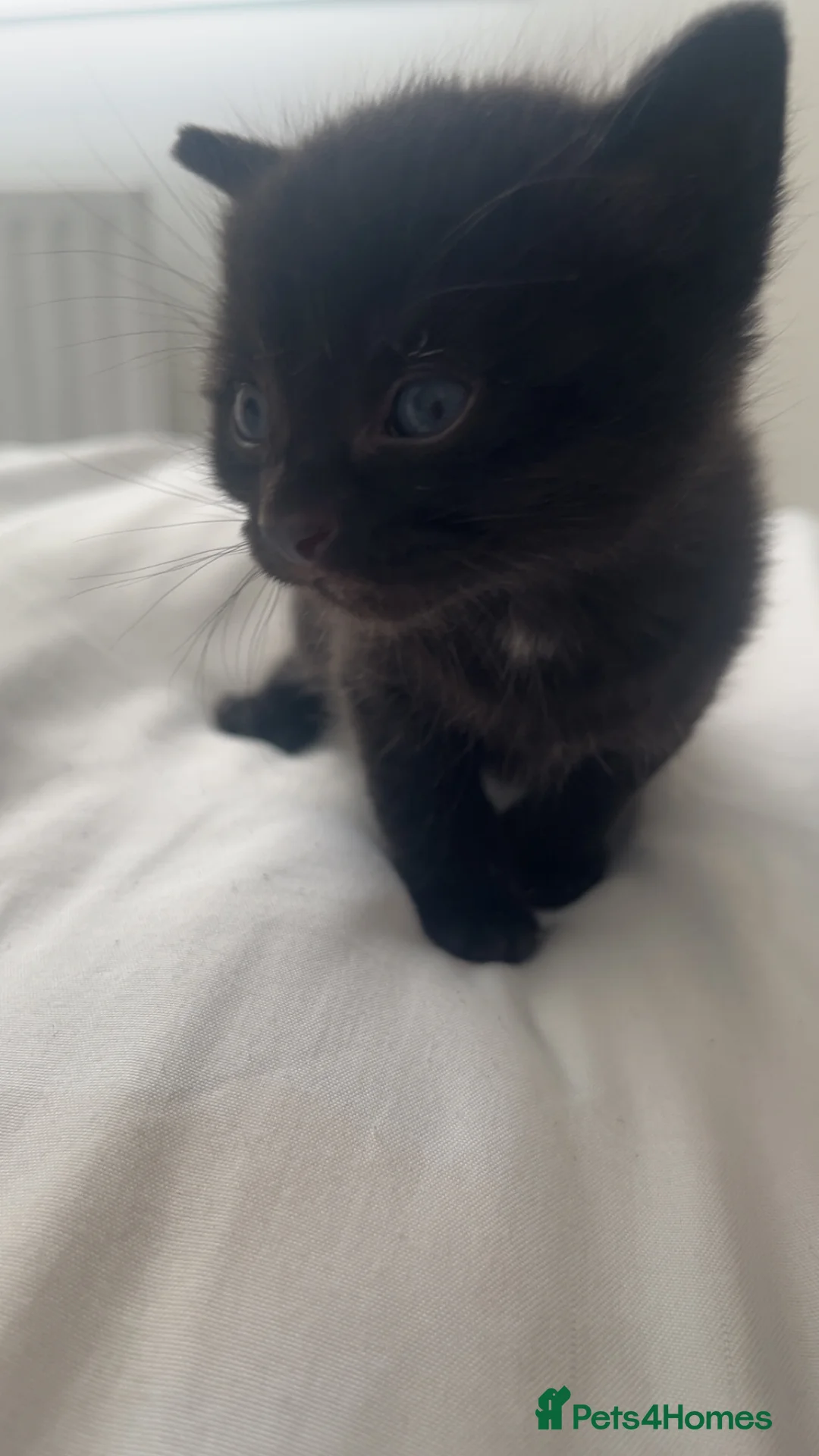 Mixed Breed cats for sale: 4 beautiful kittens  in Coatbridge - Advert 2