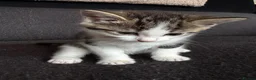 Mixed Breed cats for sale: Beautiful kittens  - Advert 8