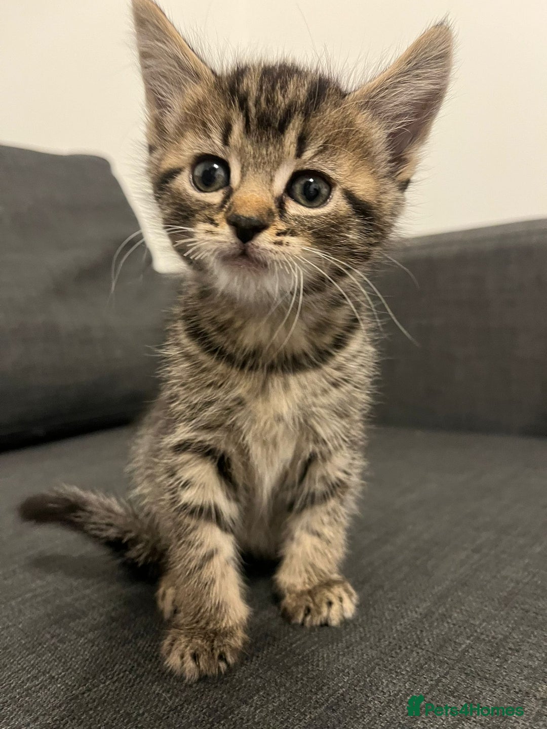 British Shorthair cats for sale: Beautiful playful kittens  - Advert 6