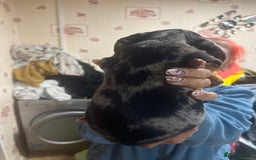 Dachshund dogs for sale: Our 7 Adorable Dachshund Puppies Ready for Homes - Image 22