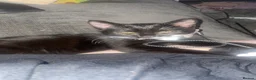 Mixed Breed cats for sale: Girl kitten  in Colchester - Advert 1