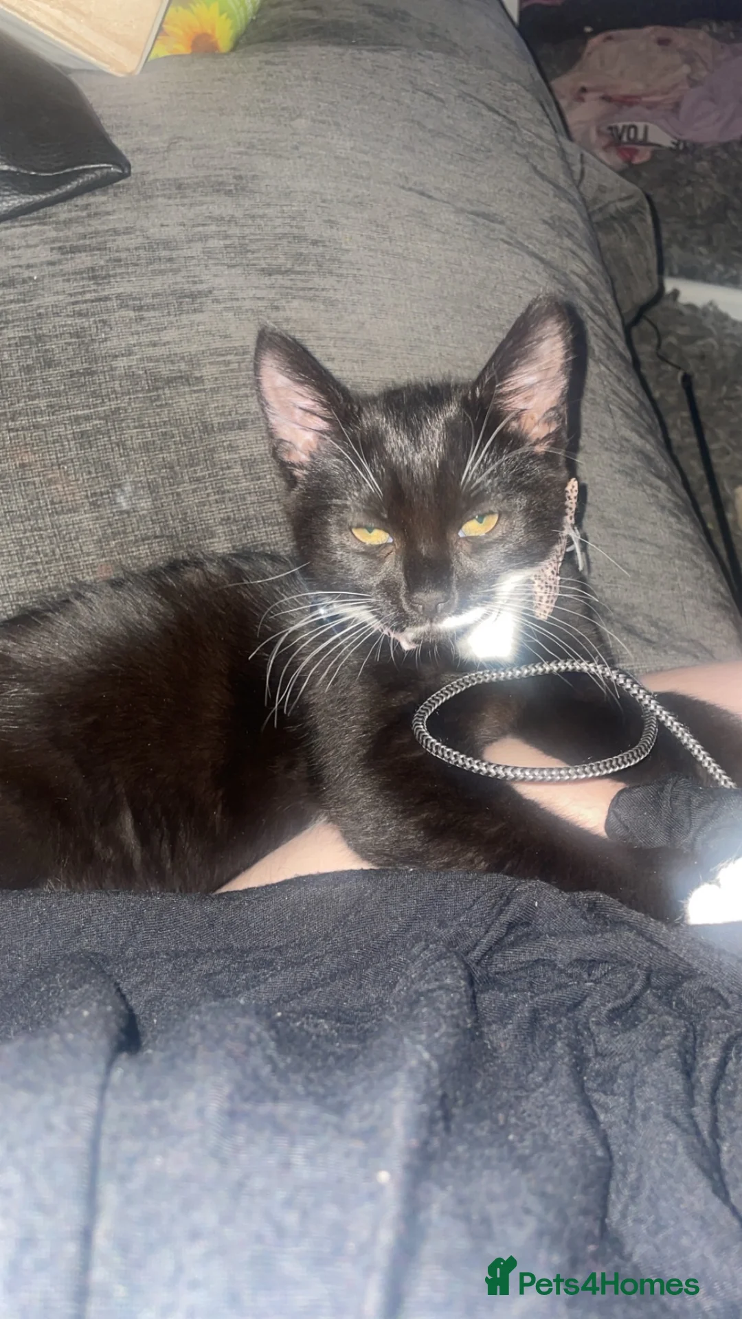 Mixed Breed cats for sale: Girl kitten  in Colchester - Advert 1
