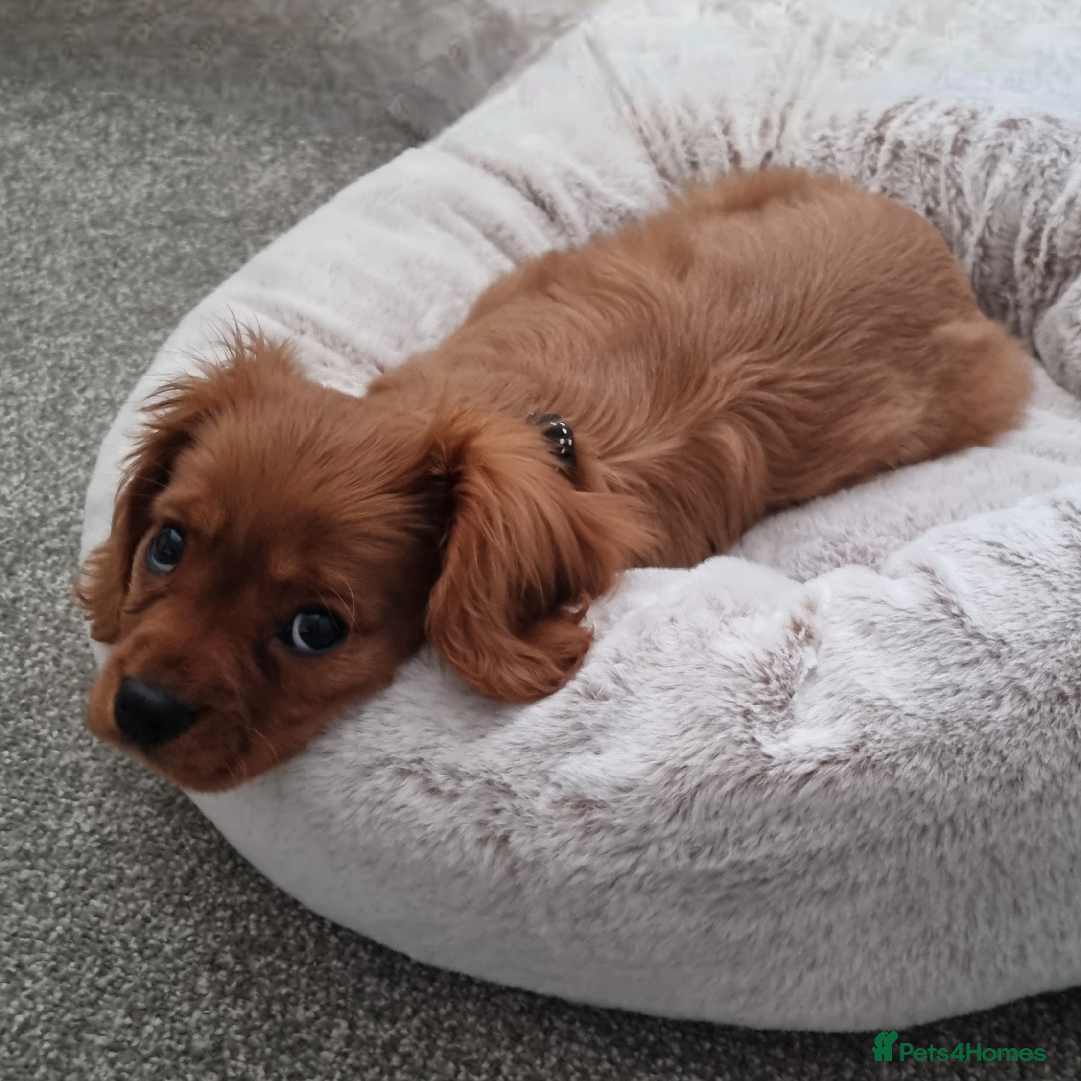 Cavalier King Charles Spaniel dogs Cavalier King Charles Spaniel Female Puppy - Advert 1