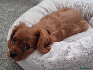 Cavalier King Charles Spaniel dogs Cavalier King Charles Spaniel Female Puppy - Advert 1