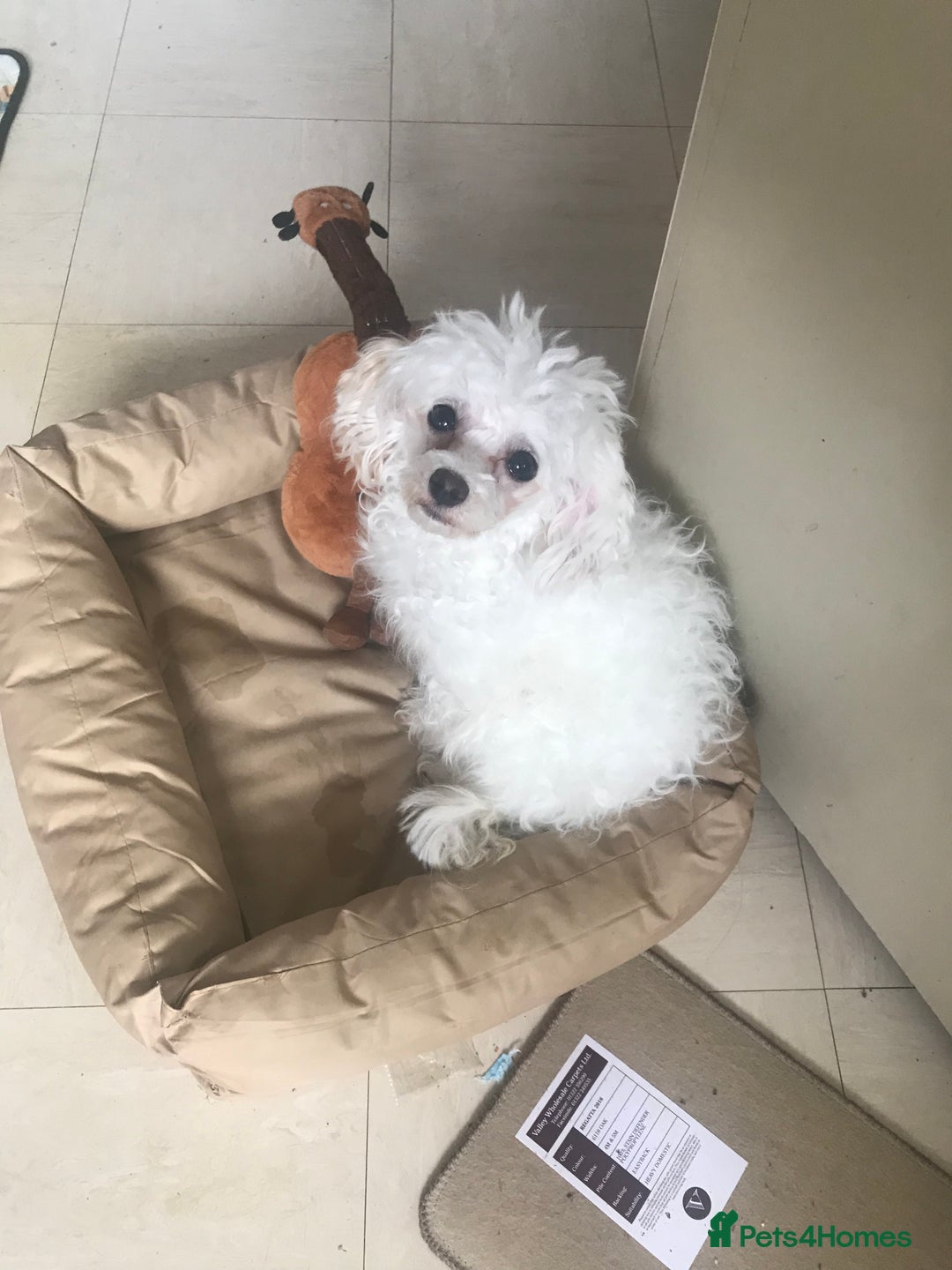 Maltipoo dogs for sale: Lovely maltipoo girl - Advert 3