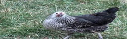 Chickens poultry for sale: Point of lay and and peekin chicks  - Advert 5