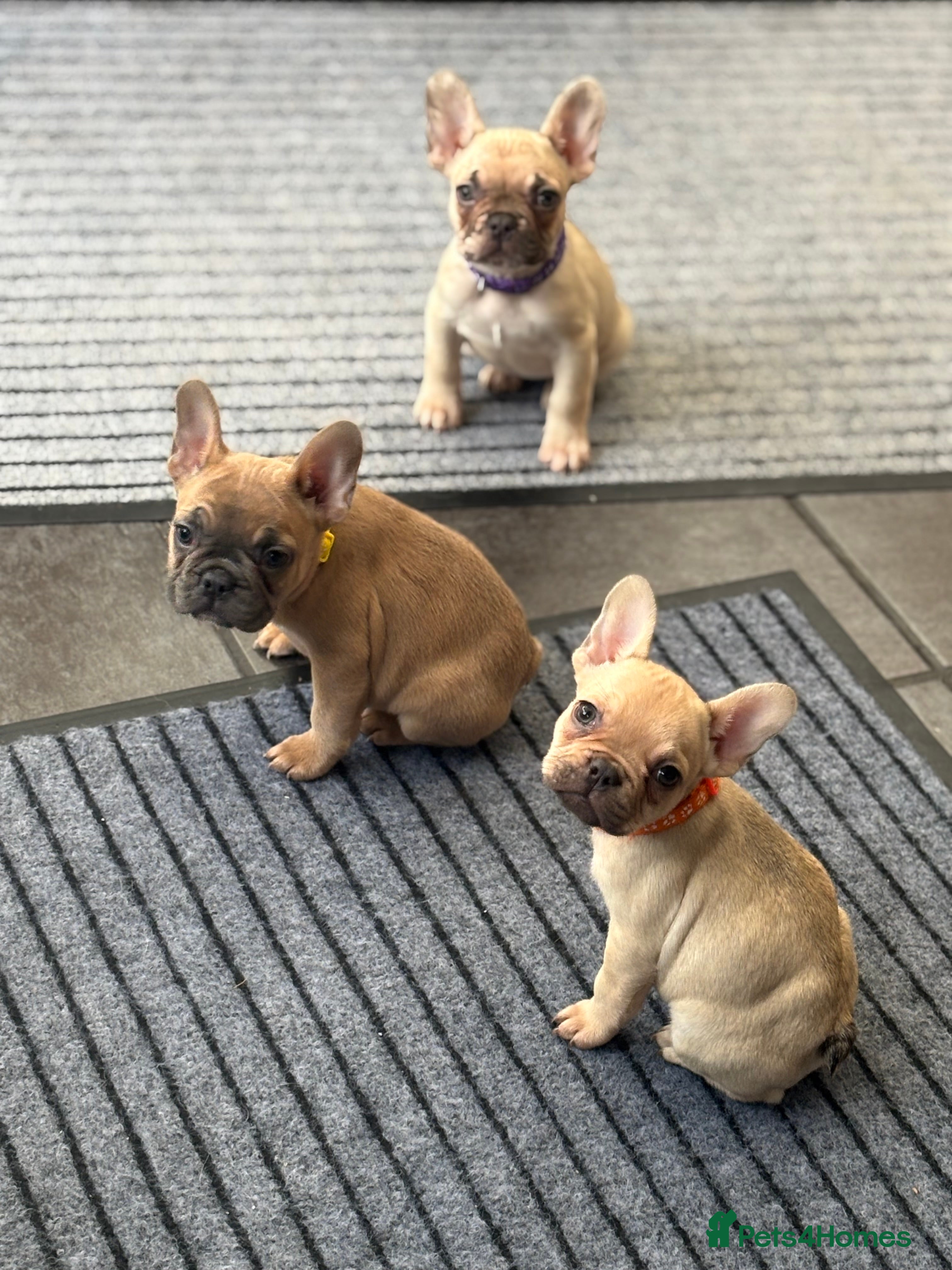 French Bulldog dogs 💕Adorable French bulldogs💕 - Advert 1
