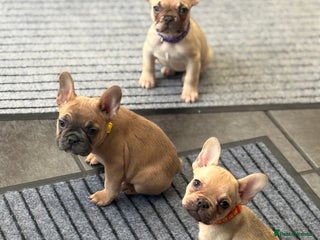 French Bulldog dogs 💕Adorable French bulldogs💕 - Advert 6