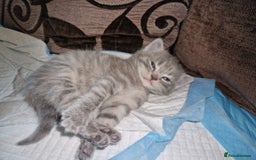 Mixed Breed cats for sale: 4 Beautiful kittens ready for loving home  ♥️ - Image 18