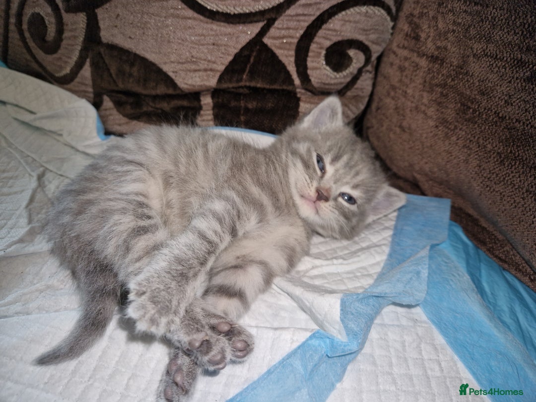 Mixed Breed cats for sale: 4 Beautiful kittens ready for loving home  ♥️ - Image 18