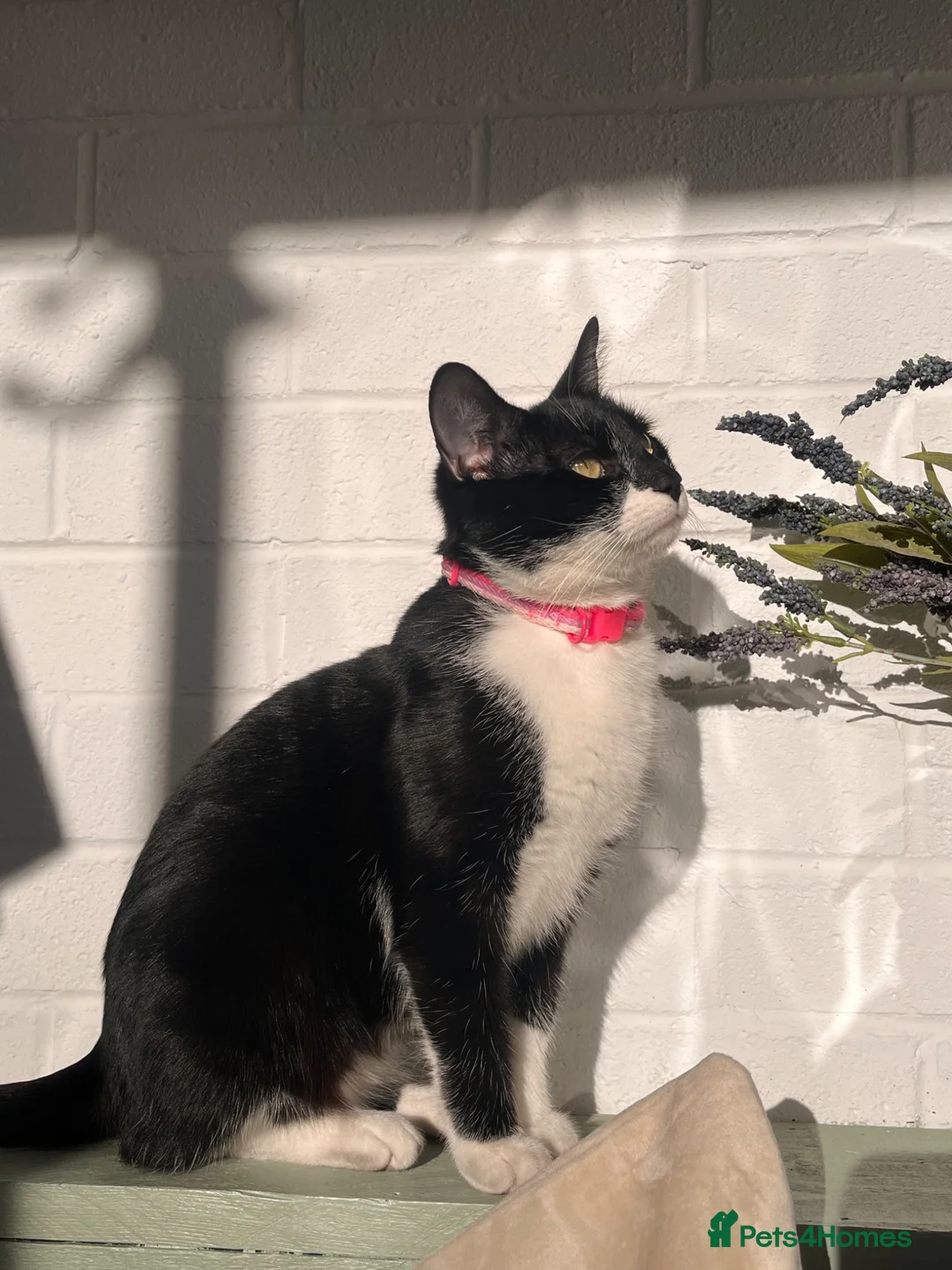Mixed Breed cats for sale: 2 gorgeous kittens  - Advert 4