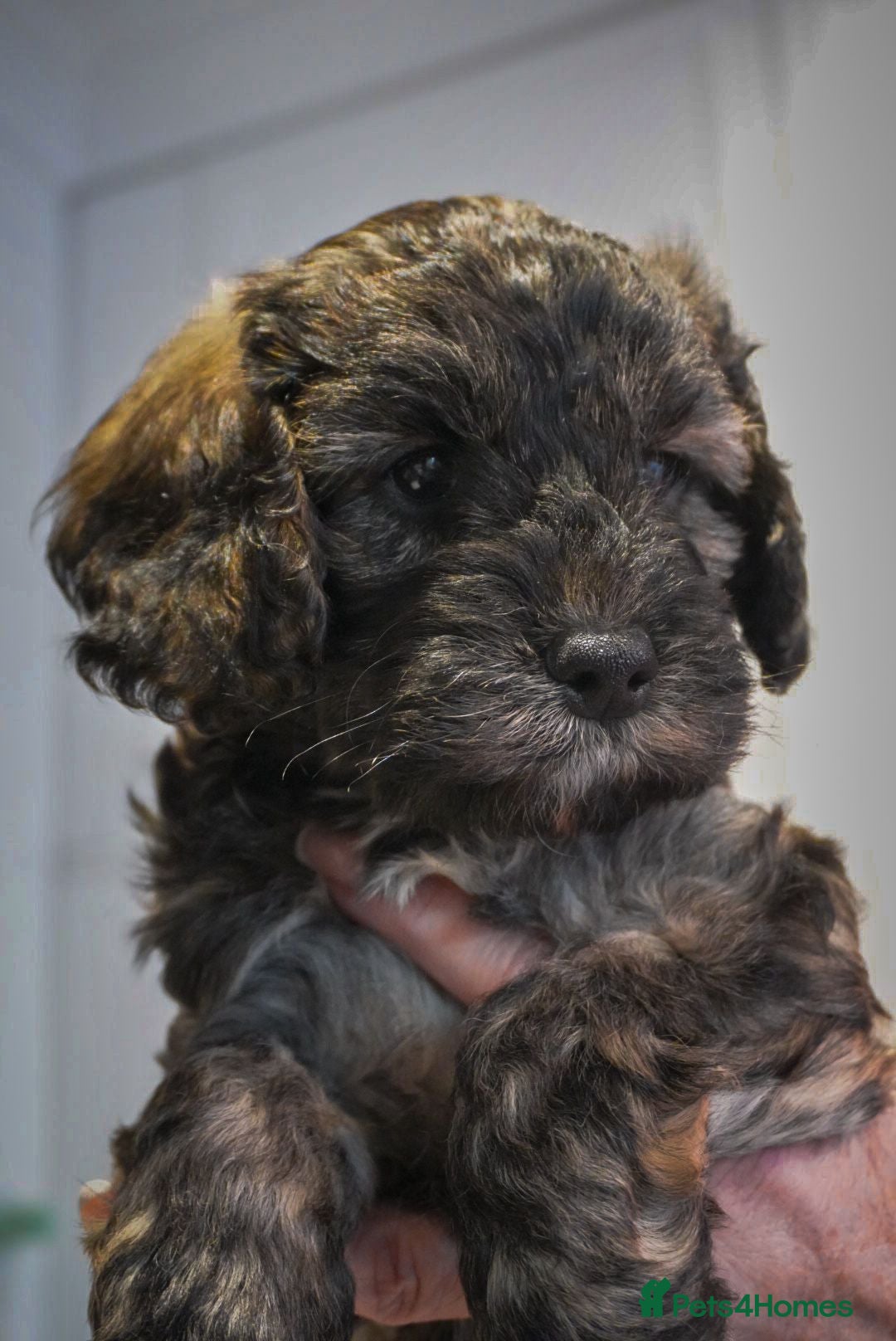 Cockapoo dogs for sale: Beautiful litter of cockerpoo puppies  - Advert 15