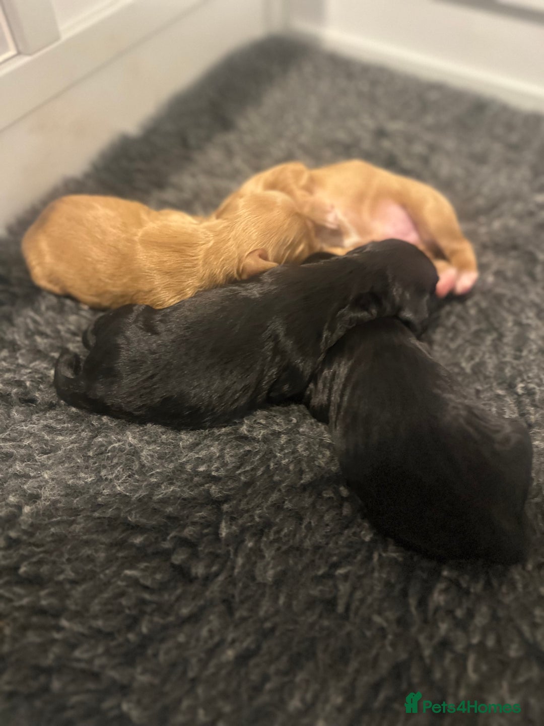 Cocker Spaniel dogs for sale: Working Cocker Spaniel Puppies  - Image 3