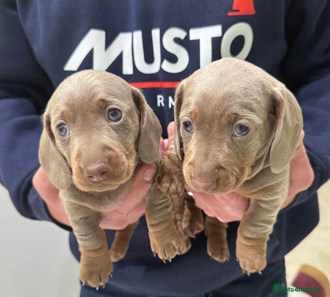 Dachshund dogs for sale: 2 Isabella dachshund puppies  - Image 3