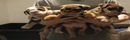 English Bulldog dogs for sale: TOP CLASS  English Bull Dog puppies  - Advert 8