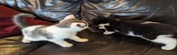 Mixed Breed cats for sale: Gorgeous Cuddly Kittens. Quarter Ragdoll  - Advert 3