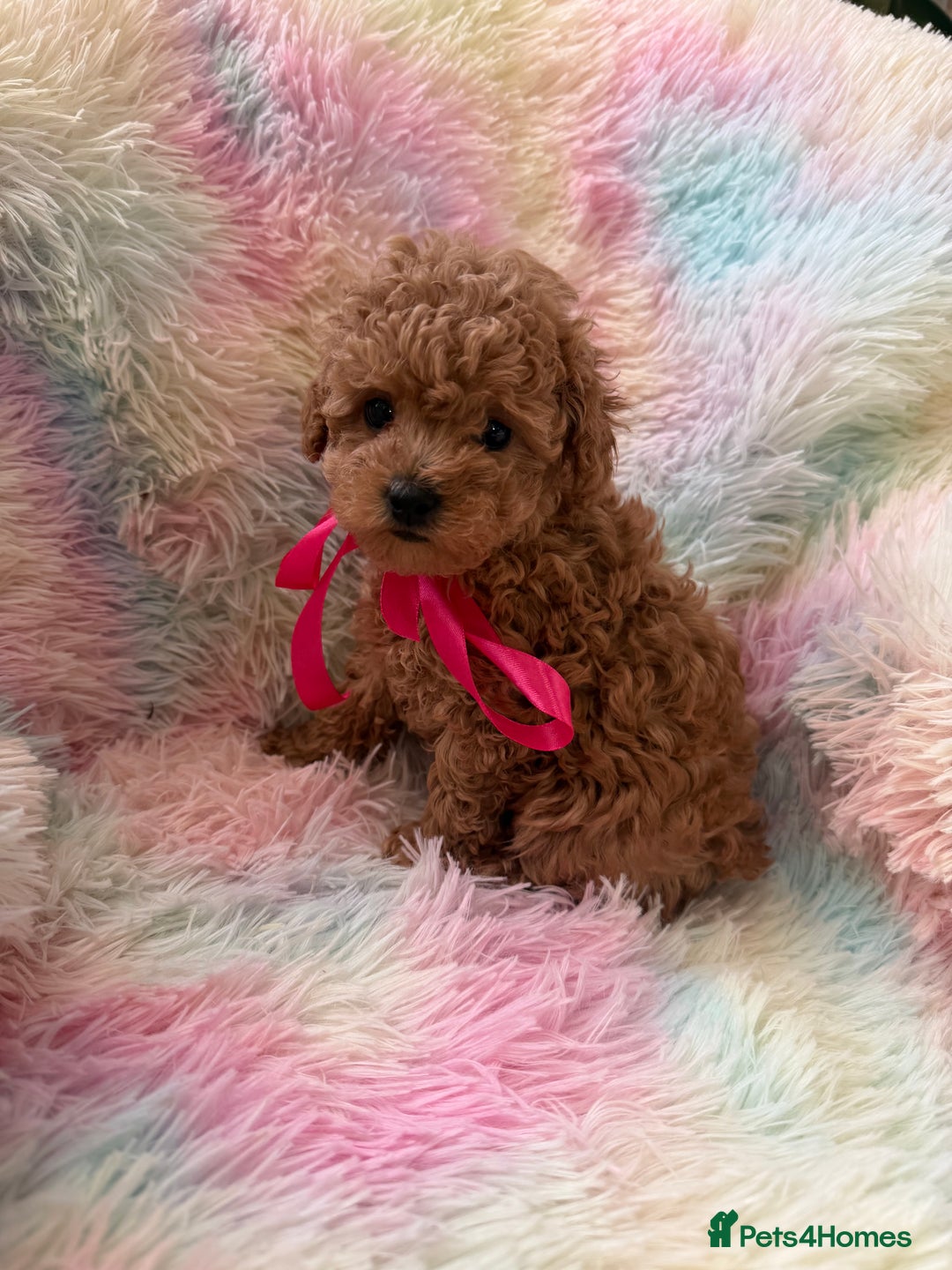 Toy Poodle dogs for sale: Adorable toy 🧸 poodle ✨ - Advert 6